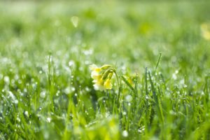 groen gras